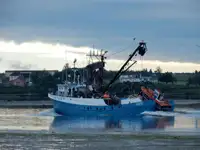 Chalutier à senne à vendre