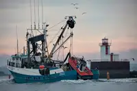 Chalutier à senne à vendre