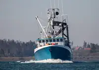 Chalutier à senne à vendre
