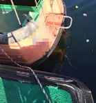Bateau pilote à vendre