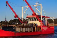 Bateaux de travail à vendre