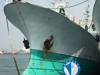 Palangrier à vendre