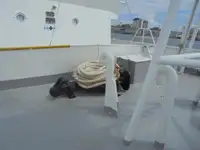 Bateau patrouilleur à vendre