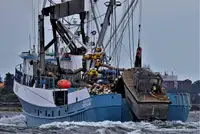 Chalutier à senne à vendre