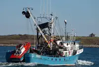 Chalutier à senne à vendre