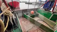Navire transporteur de poissons vivants à vendre