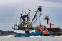 Chalutier à senne à vendre