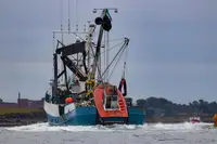 Chalutier à senne à vendre