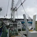 Chalutier à senne à vendre