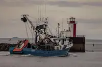 Chalutier à senne à vendre