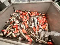 Navire-ferry à vendre