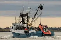 Chalutier à senne à vendre