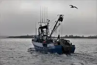 Chalutier à senne à vendre