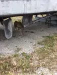 Support de plongée à vendre