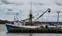 Chalutier à senne à vendre