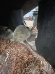 Remorqueur à vendre