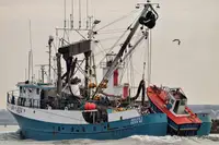 Chalutier à senne à vendre